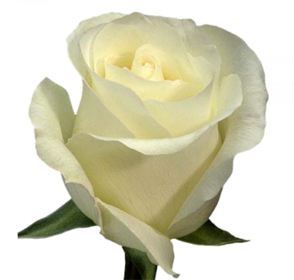 Amelia Store Flowers