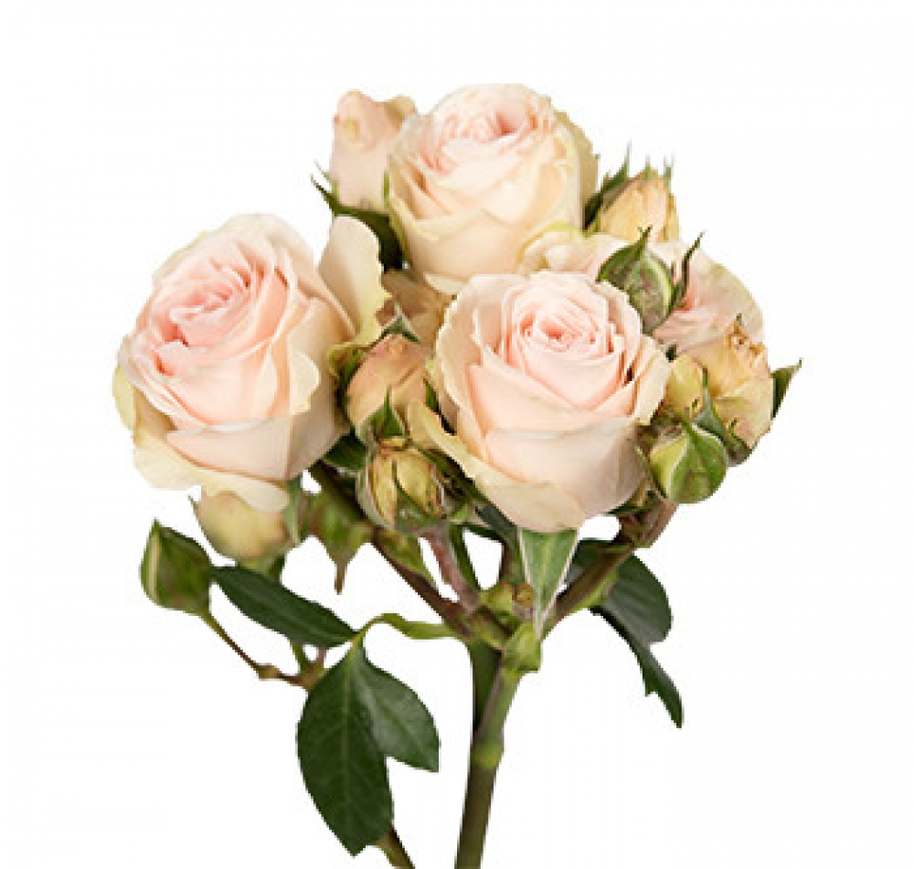 Irischka - Store Flowers