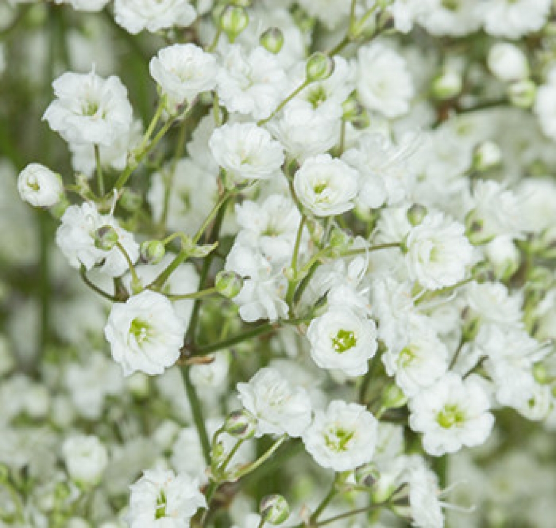Million Star - Store Flowers