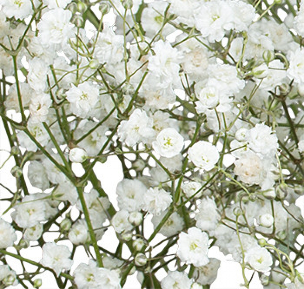 Mirabella - Store Flowers