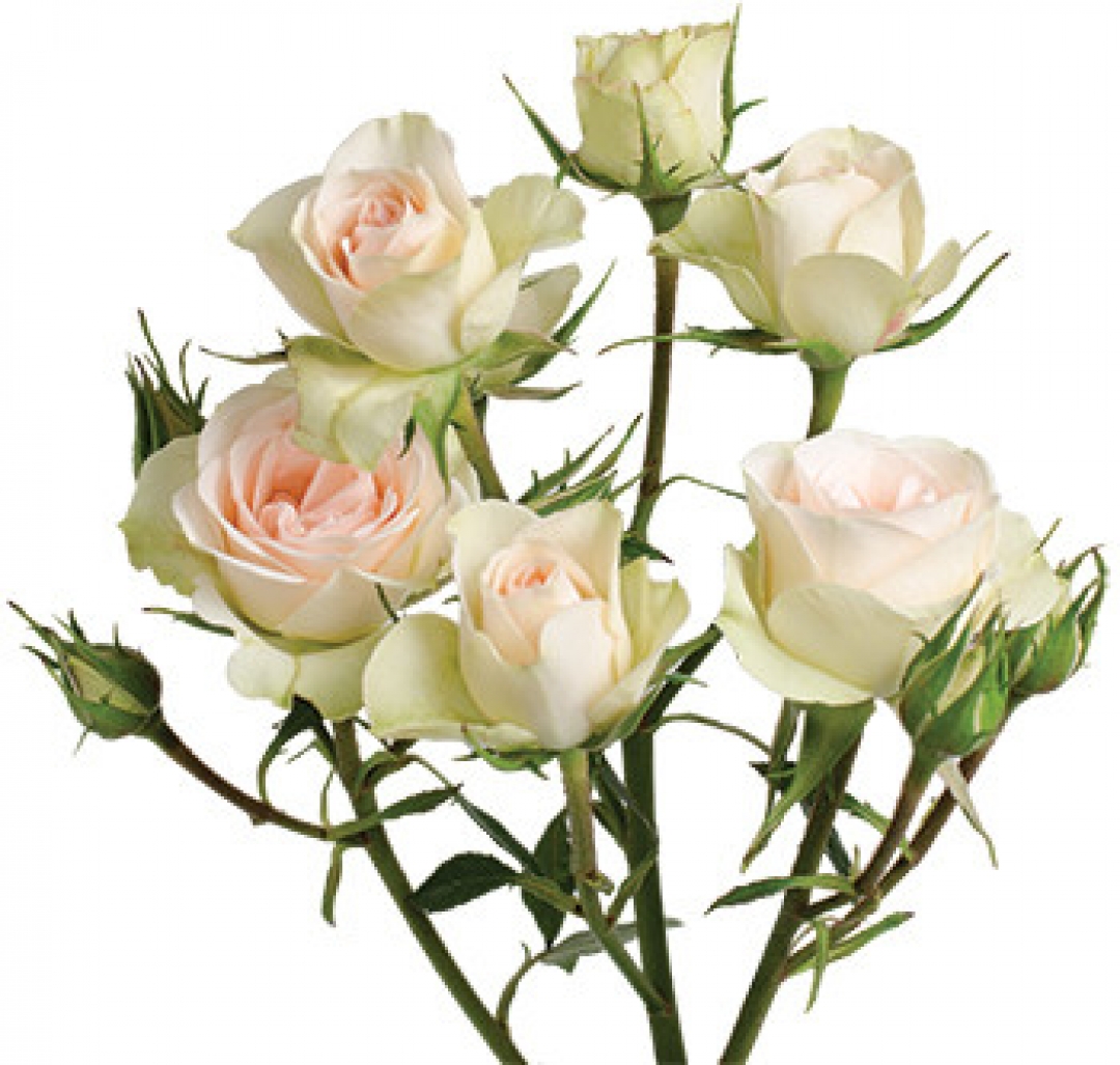 Оптовые поставки розы сорта Petite Chablis из Эквадора.