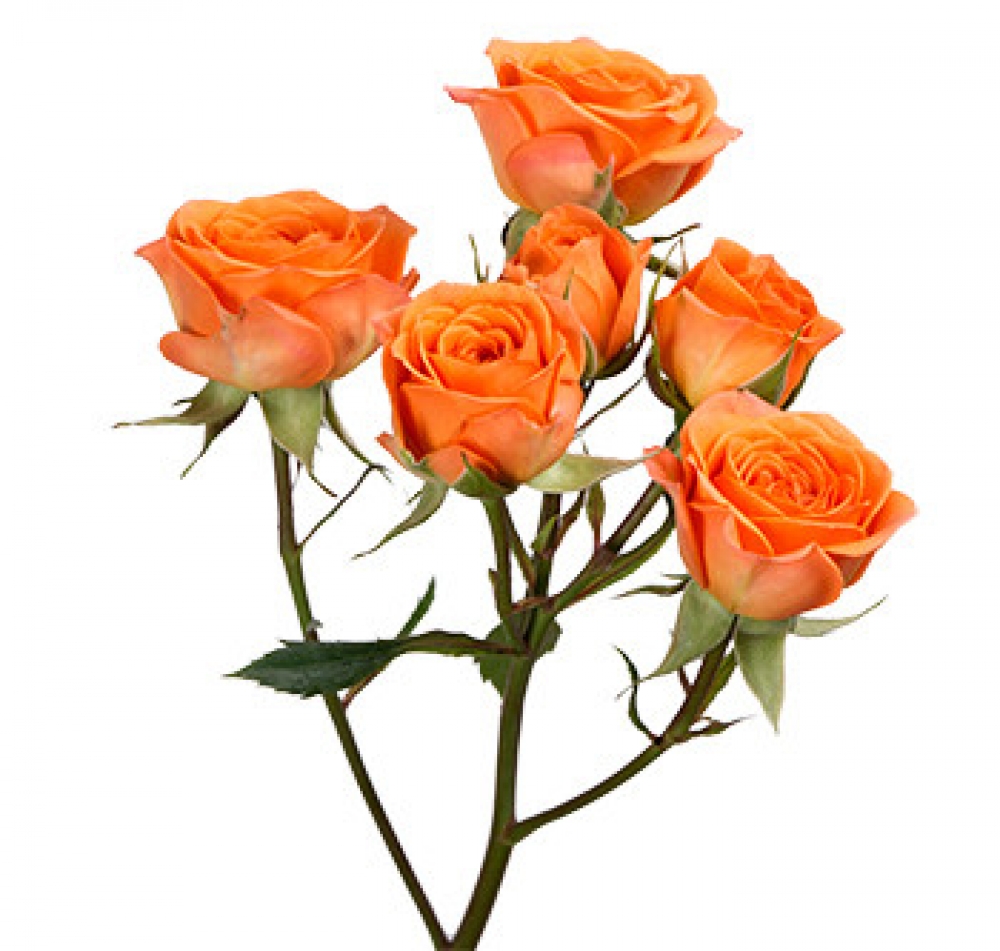 Tangerine - Store Flowers