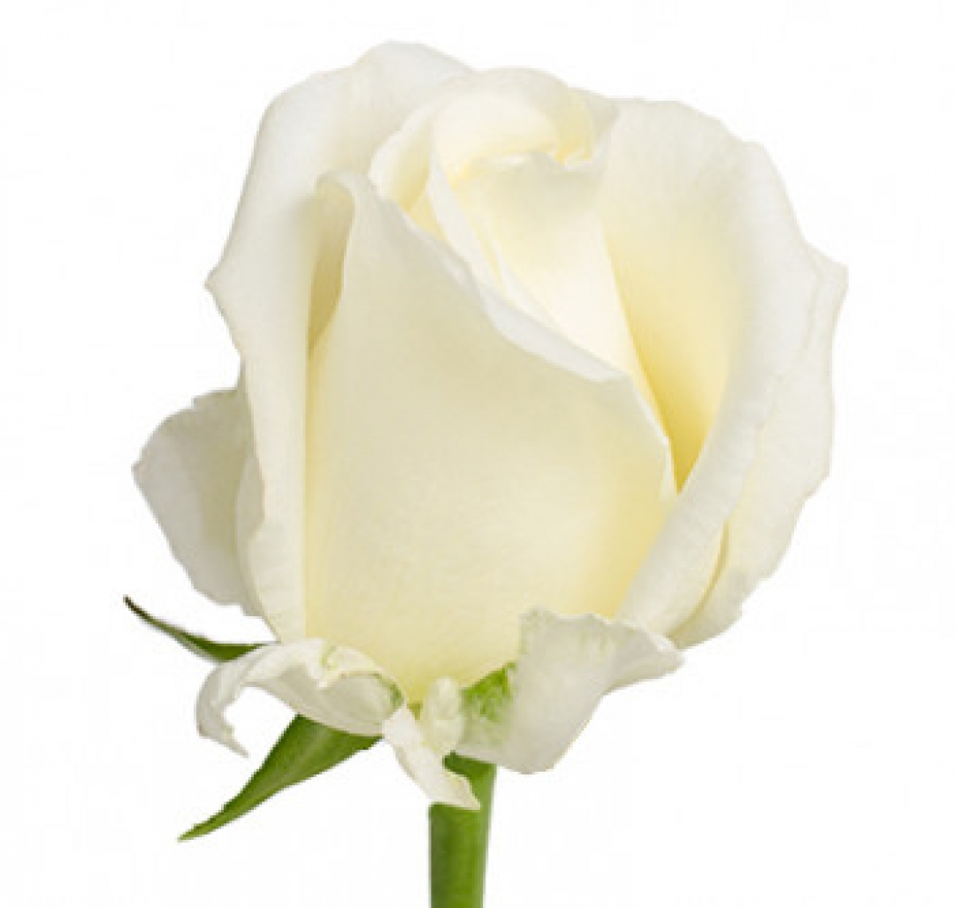 белый шоколад роза эквадор