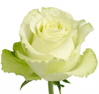 Limonada - Store Flowers