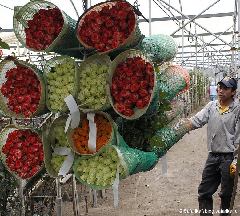 Продажи цветов в Эквадоре упали на 70 %